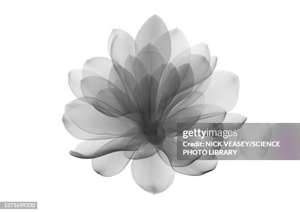 red ginger flower head, x-ray - xray flowers stockfoto's en -beelden