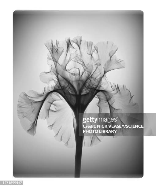 iris 'silverado' flower, x-ray - fleurs noir et blanc photos et images de collection