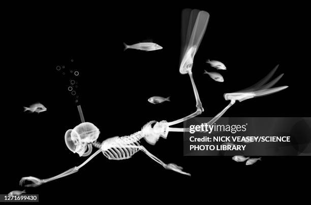 skeleton diving amongst fish, x-ray - fish x ray - fotografias e filmes do acervo