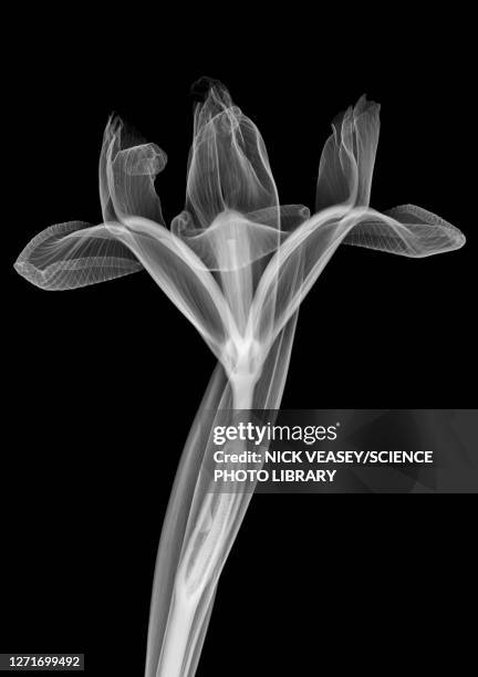 iris flower, x-ray - iris plant stock pictures, royalty-free photos & images