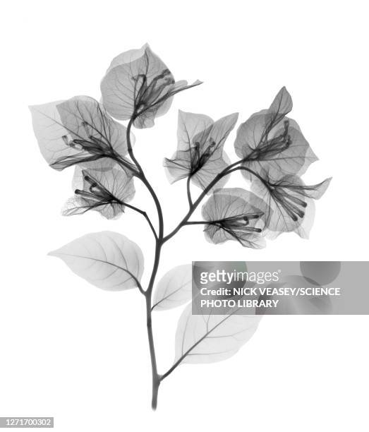 bougainvillea, x-ray - flower x ray stock pictures, royalty-free photos & images
