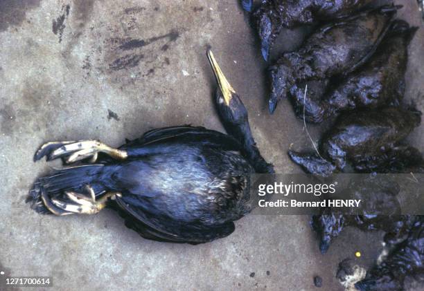 Cadavres d'oiseaux 'mazoutés' lors de la marée noire causée par le naufrage de l''Amoco Cadiz', en 1978, dans le Finistère, France.