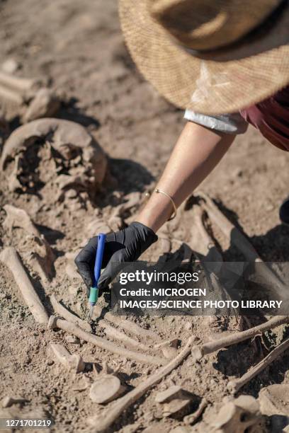 archaeologist excavating skeleton - archaeologist stock pictures, royalty-free photos & images