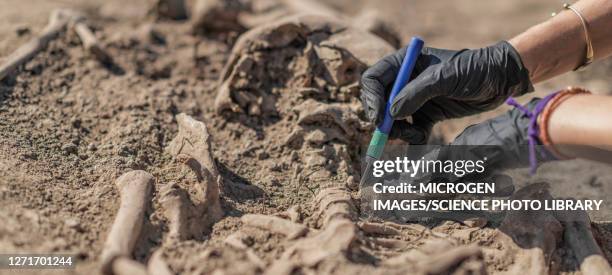 archaeologist excavating skeleton - archeoloog stockfoto's en -beelden