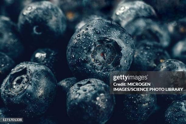 blueberries - macro food stock pictures, royalty-free photos & images