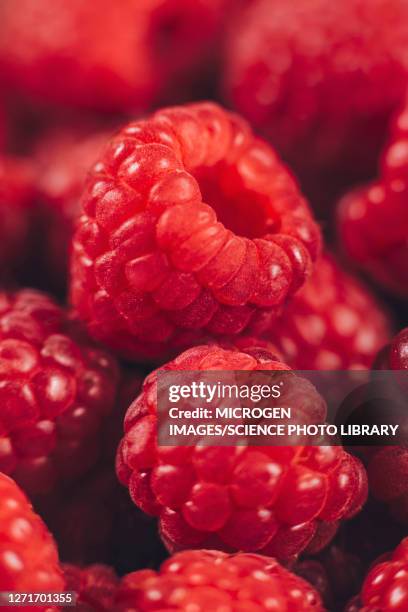 raspberries - antiinflamatório imagens e fotografias de stock