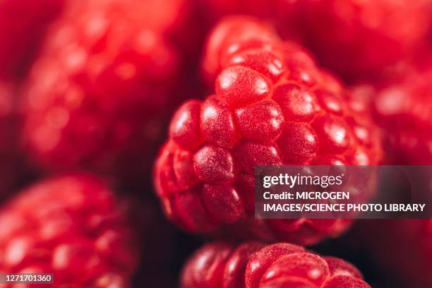 raspberries - macro food stock pictures, royalty-free photos & images