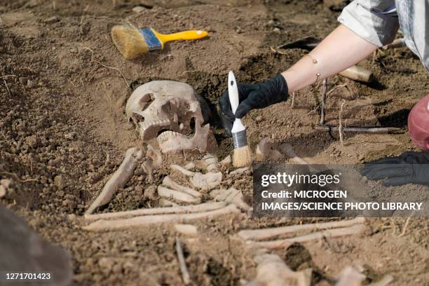 archaeologist excavating skeleton - archeoloog stockfoto's en -beelden