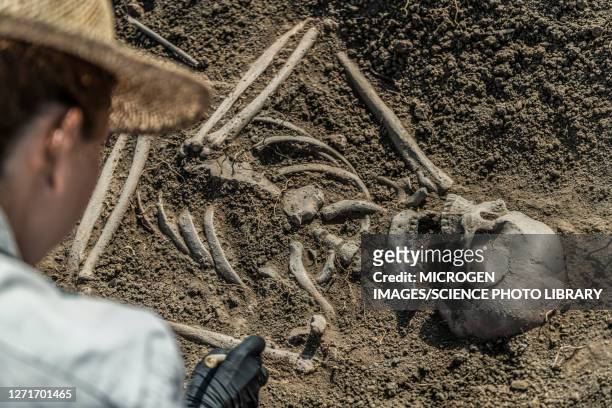archaeologist excavating skeleton - ancient stock pictures, royalty-free photos & images