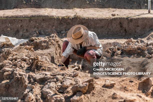 archaeologist excavating skeleton - archeoloog stockfoto's en -beelden