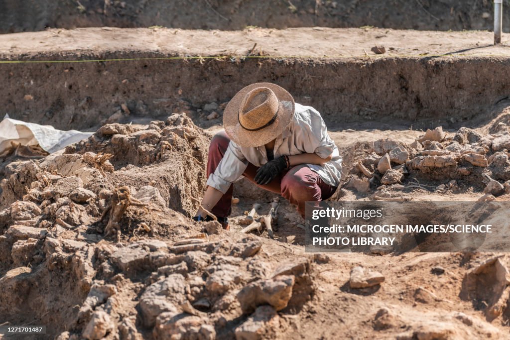 Archaeologist excavating skeleton