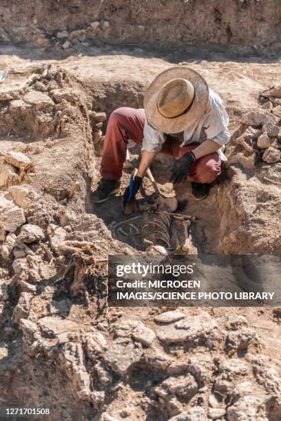 archaeologist excavating skeleton - archaeologist stock pictures, royalty-free photos & images