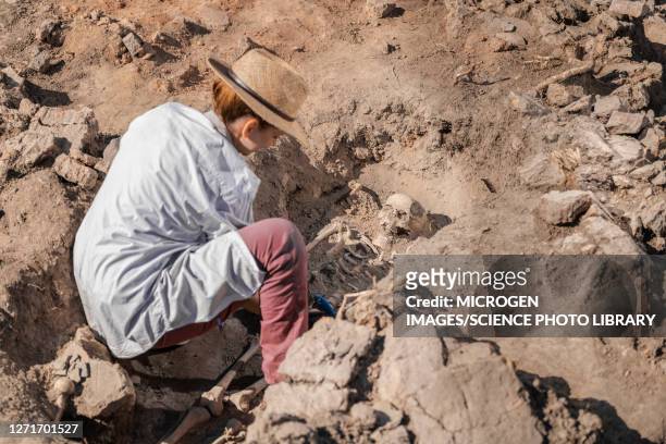 archaeologist excavating skeleton - archaeology stock pictures, royalty-free photos & images