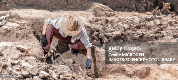 archaeologist excavating skeleton - archeologie stockfoto's en -beelden