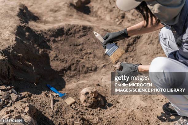 archaeologist excavating skeleton - prehistoric people stock pictures, royalty-free photos & images