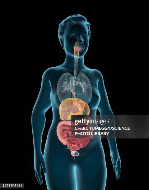 ilustrações, clipart, desenhos animados e ícones de human digestive system, illustration - esôfago sistema digestivo
