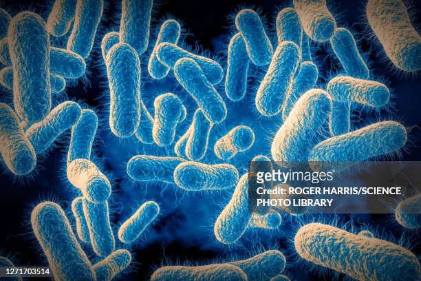 salmonella bacteria, illustration - salmonella bacteria stock illustrations