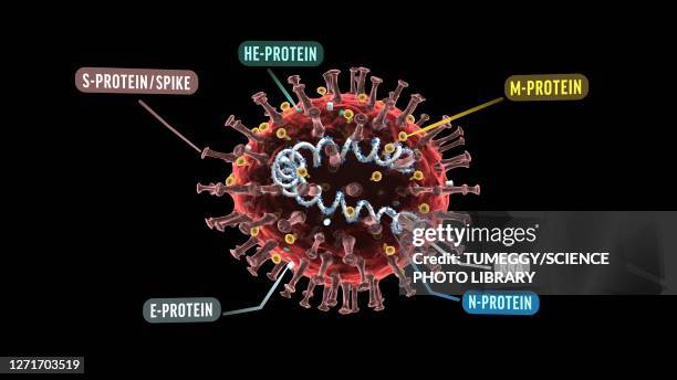 ilustrações de stock, clip art, desenhos animados e ícones de coronavirus structure, illustration - spike protein