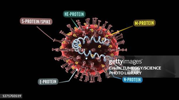 bildbanksillustrationer, clip art samt tecknat material och ikoner med coronavirus structure, illustration - sudden acute respiratory syndrome