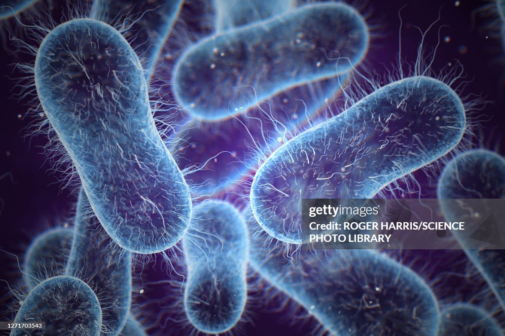 Salmonella bacteria, illustration