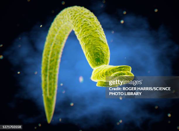 schistosome fluke, illustration - schistosomiasis stock illustrations