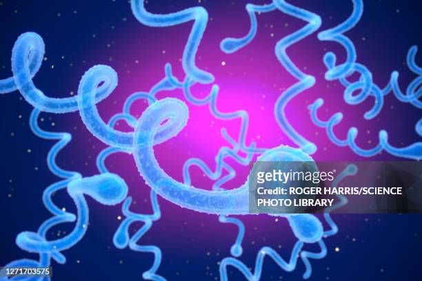 lyme disease bacteria, illustration - lymekrankheit stock-grafiken, -clipart, -cartoons und -symbole