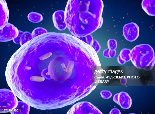 pneumocystis jirovecii fungus, illustration - procariote foto e immagini stock