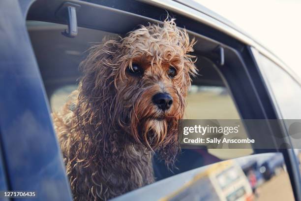 dog looking out of the car window - dog in car photos et images de collection