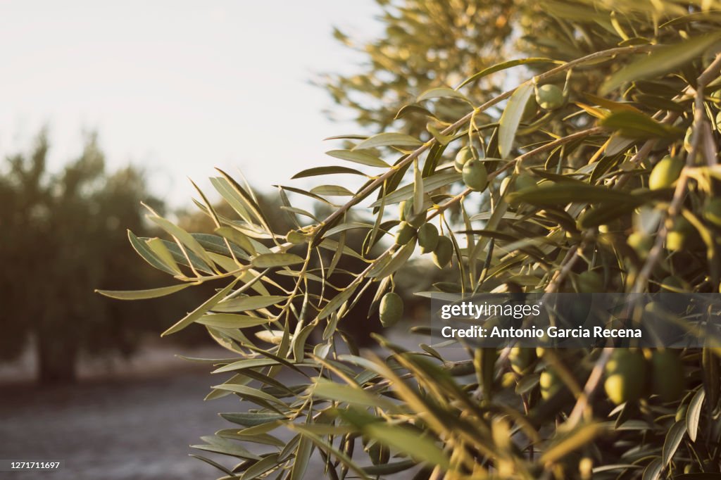 Close-up of green olives in Jaen, during the summer on a sunny day.