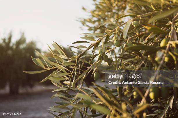 close-up of green olives in jaen, during the summer on a sunny day. - olive tree foto e immagini stock
