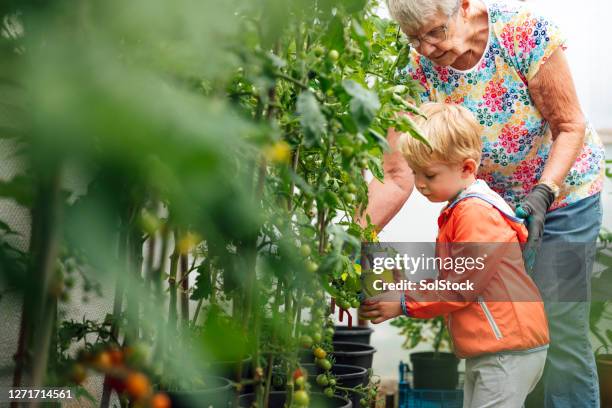 watch me water the tomatoes - community garden family stock pictures, royalty-free photos & images