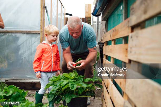 juicy strawberries - uncle nephew stock pictures, royalty-free photos & images