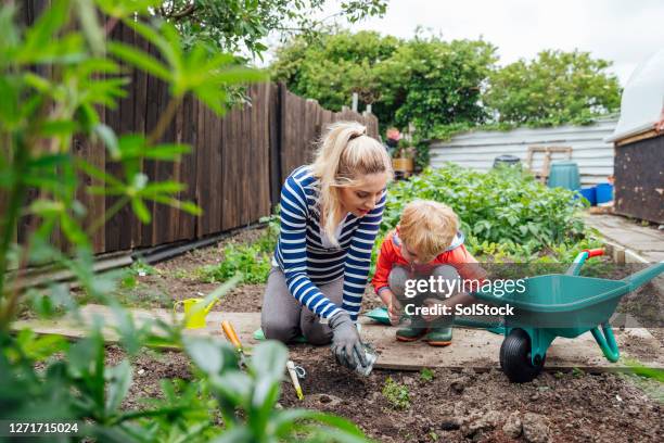 versons le pot - jardinage photos et images de collection