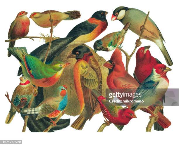 old engraved illustration of non-european songbirds, foreign housebird - oiseau tropical photos et images de collection