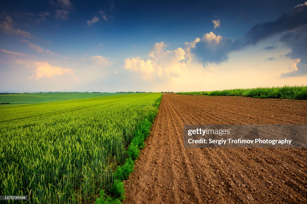 Agriculture field at sunset, green wheat and soil