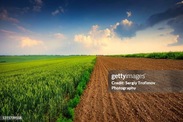 agriculture field at sunset, green wheat and soil - terra-cultivada - fotografias e filmes do acervo