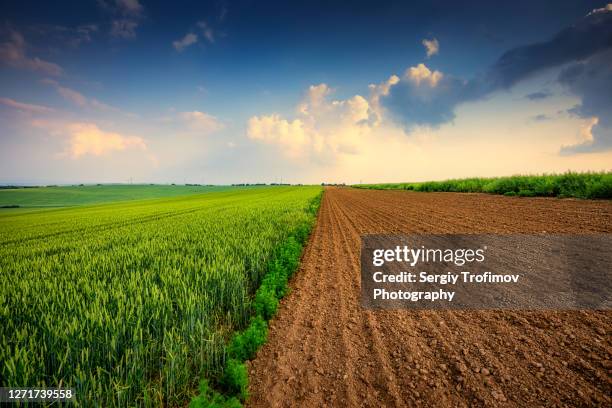 agriculture field at sunset, green wheat and soil - plöjd åker bildbanksfoton och bilder