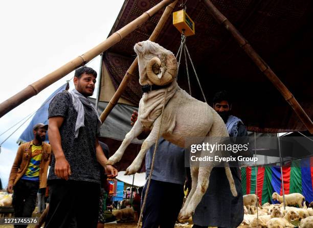 June 26 Srinagar Kashmir, India : Kashmiris weigh a sheep before buying at an open livestock market ahead of the Eid-al-Adha festival in Srinagar....