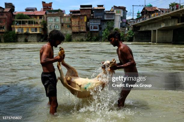 June 26 Srinagar Kashmir, India : Indian livestock sellers wash sheep at a river before selling them ahead of the Eid-al-Adha festival in Srinagar....