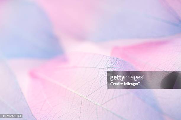 blue and pink colored leaf vein - 葉脈 ストックフォトと画像