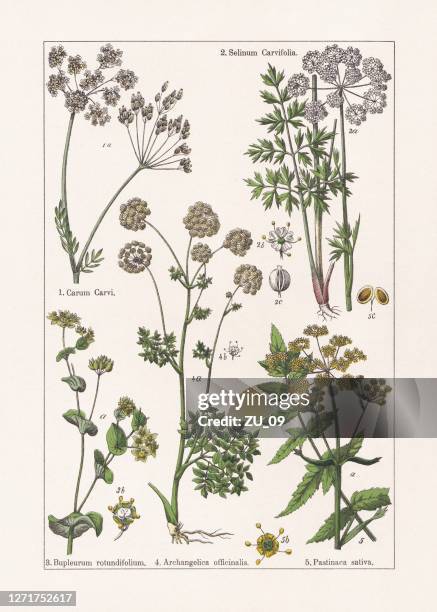 ilustraciones, imágenes clip art, dibujos animados e iconos de stock de magnoliids, apiaceae, cromolitógrafo, publicado en 1895 - angelica bella 2020
