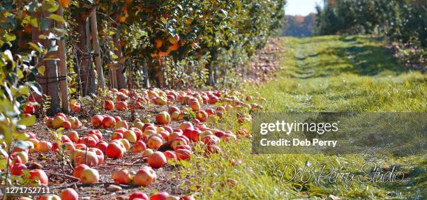 honeycrisp apples on the ground in an orchard - michigan landscape stock pictures, royalty-free photos & images