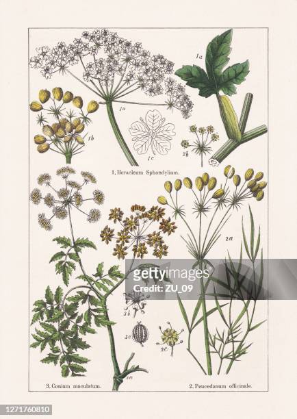 ilustraciones, imágenes clip art, dibujos animados e iconos de stock de magnoliids, apiaceae: cromolitógrafo, publicado en 1895 - fennel