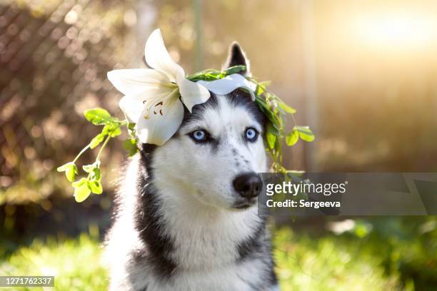husky siberiano del perro en corona de flores - lili gentle fotografías e imágenes de stock