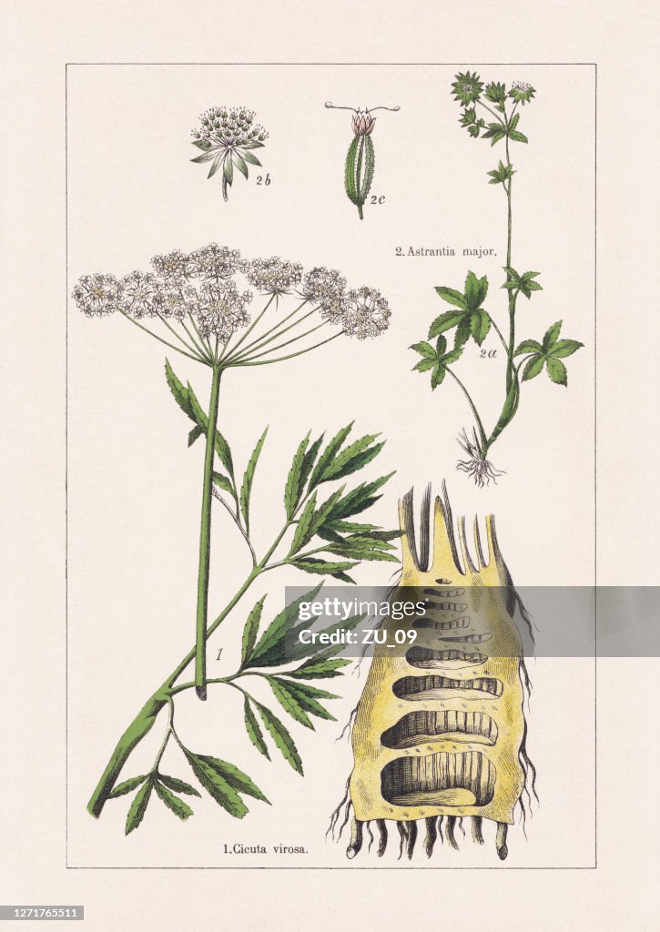Magnoliids, Apiaceae, chromolithograph, published in 1895