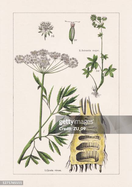 magnoliids, apiaceae, chromolithograph, published in 1895 - cicuta virosa stock illustrations