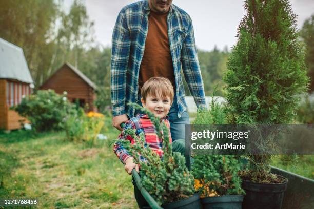 family planting tree at back yard - american arborvitae stock pictures, royalty-free photos & images