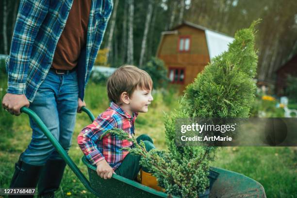 family planting tree at back yard - american arborvitae stock pictures, royalty-free photos & images