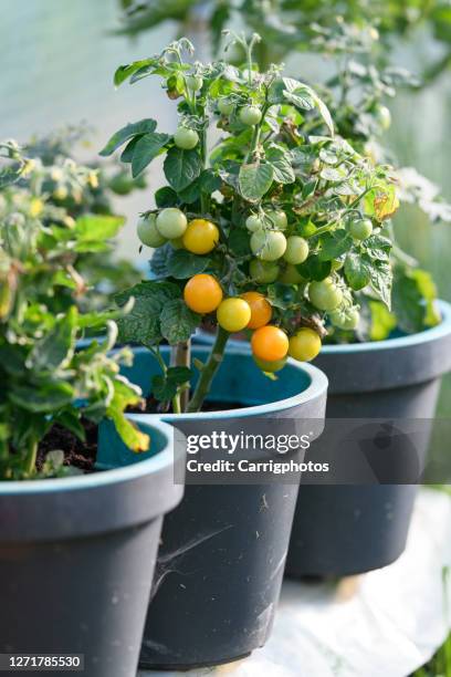 cherry tomatoes growing on tomato plants - fruit pot stock pictures, royalty-free photos & images