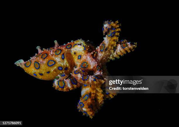 blue ringed octopus attacking, lembeh strait, indonesia - blue ringed octopus stockfoto's en -beelden